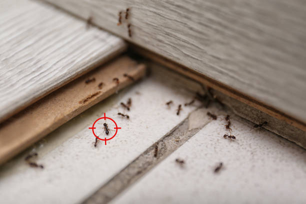 Best Spider Control Near Me  in Del Norte, CO