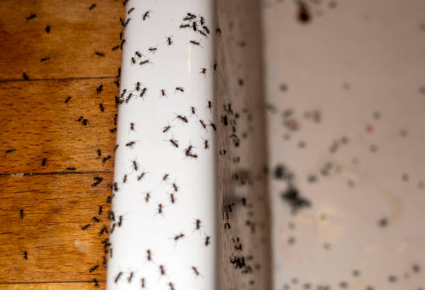 Spider Control Near Me in Del Norte, CO