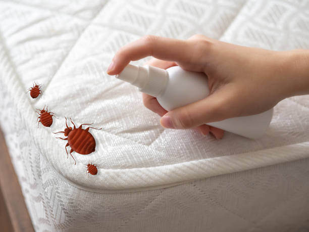 Best Local Pest Control Services  in Del Norte, CO