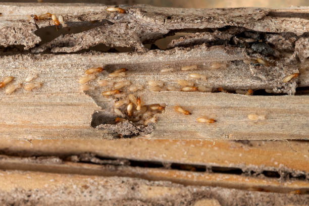 Best Bed Bug Extermination  in Del Norte, CO